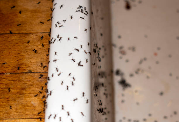 Best Emergency Pest Control  in St Rose, LA