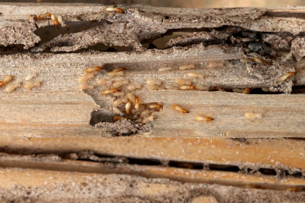 Best Pest Control for Businesses  in St Rose, LA