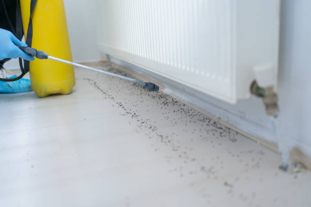 Best Wasp Removal Services  in St Rose, LA