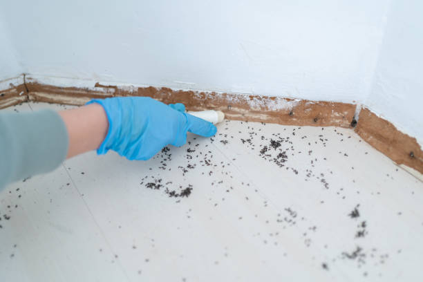 Best Residential Pest Control  in St Rose, LA