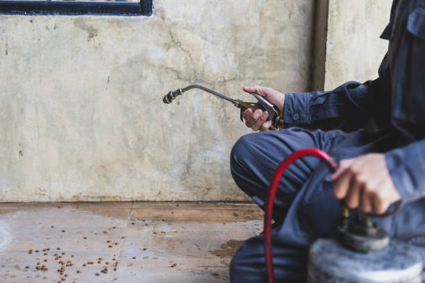 Best Local Pest Control Services  in St Rose, LA